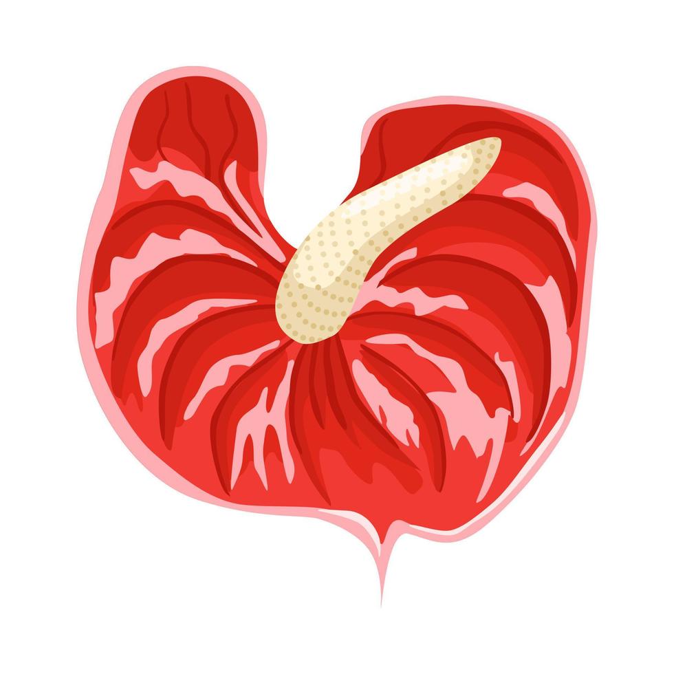 Anthurium flower Illustration isolated vector