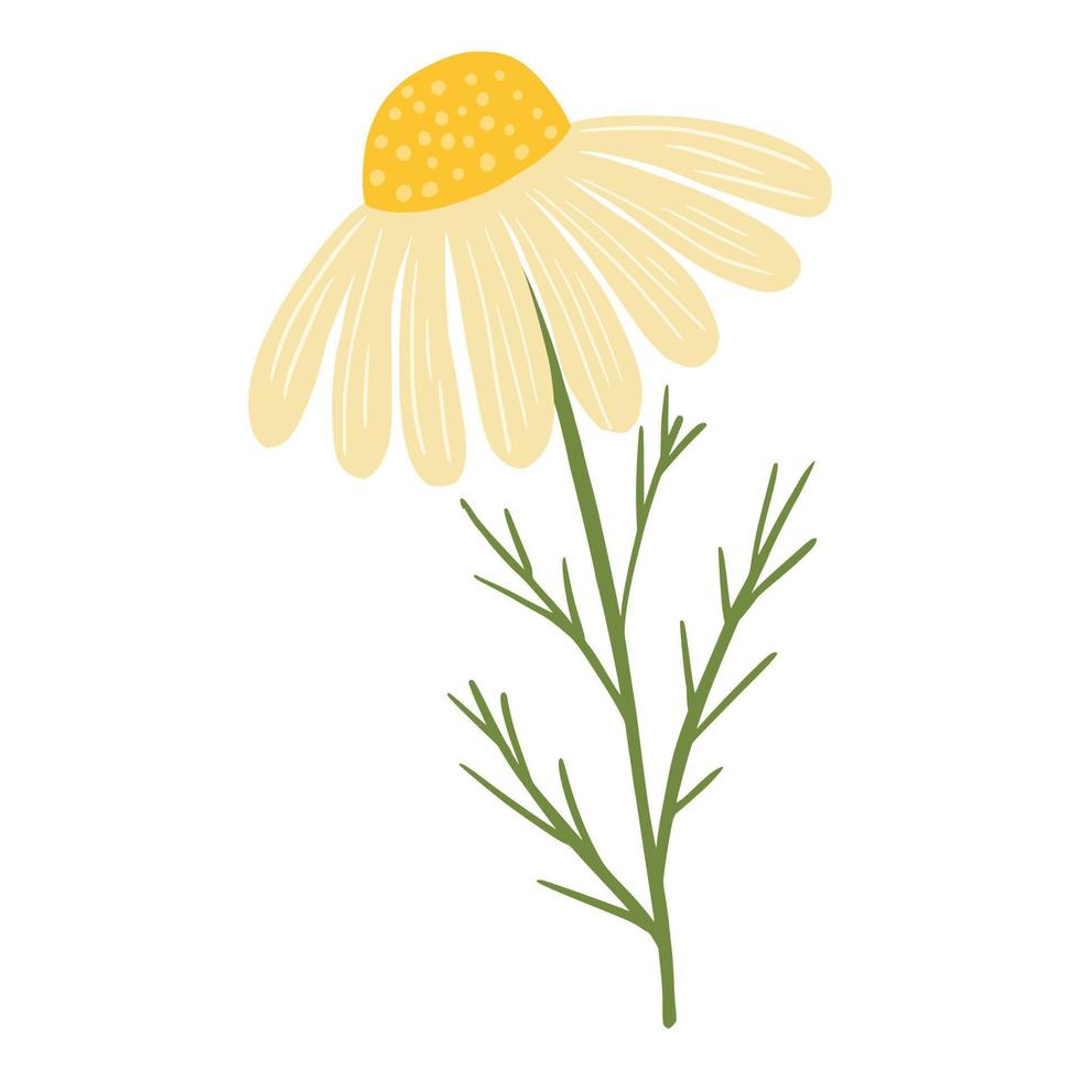 Chamomile flower isolated on white background. vector