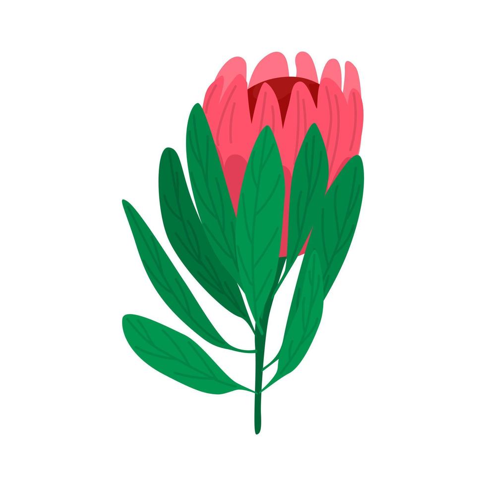 Protea flower with green leaves vector