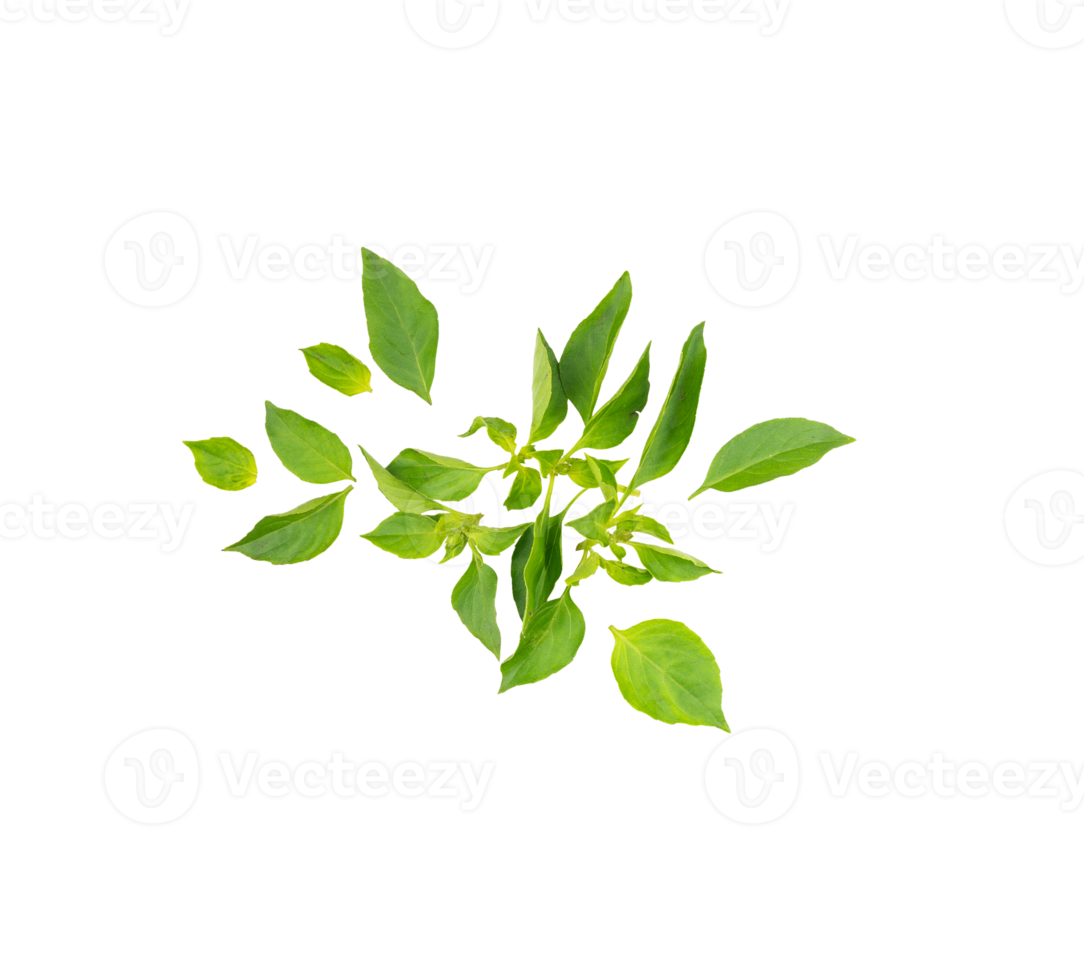 Top view of basil leaves isolated png