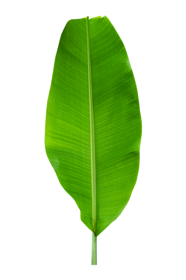 green banana leaves for food wrapping png