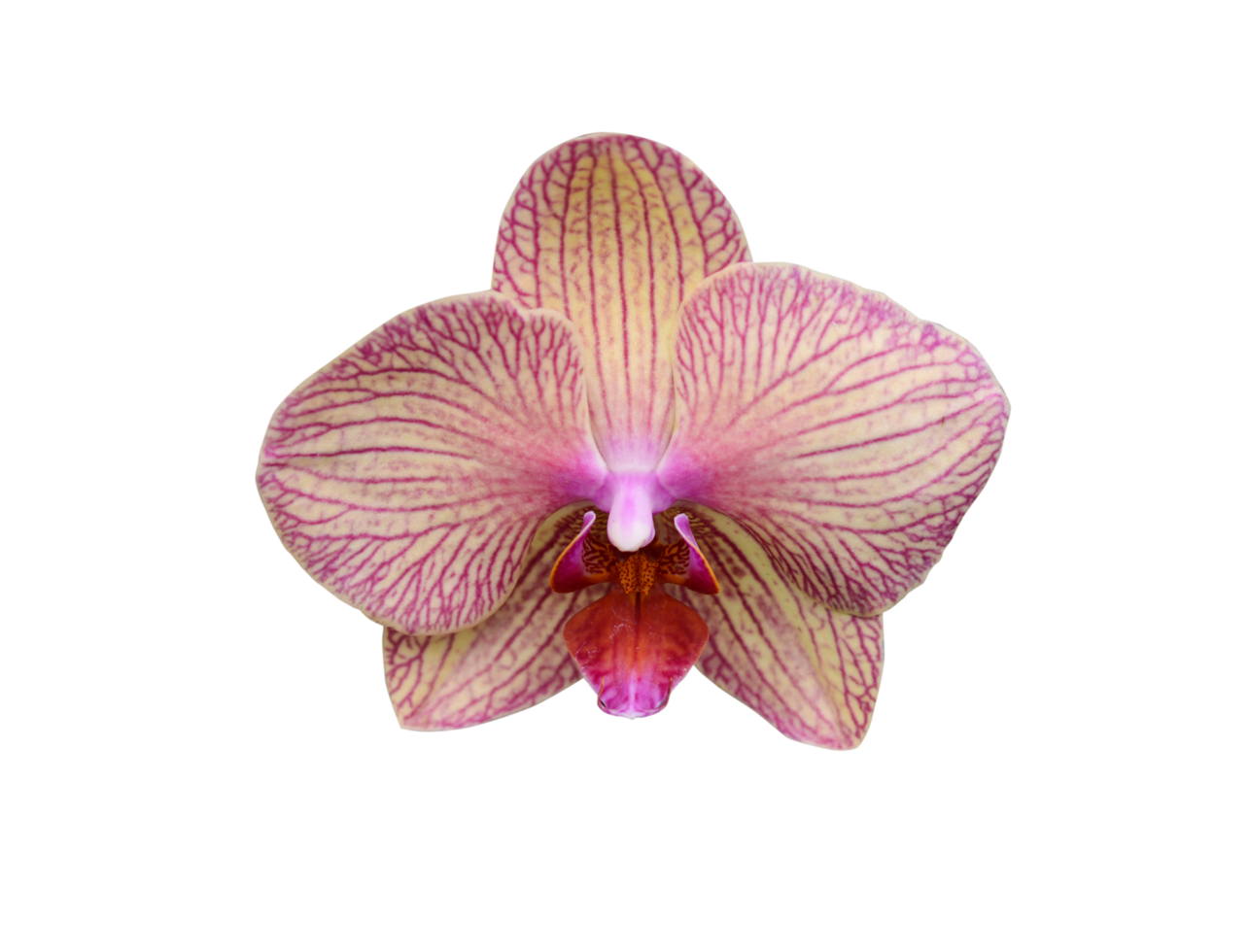 Orchid flowers are beautiful when the sun shines. png