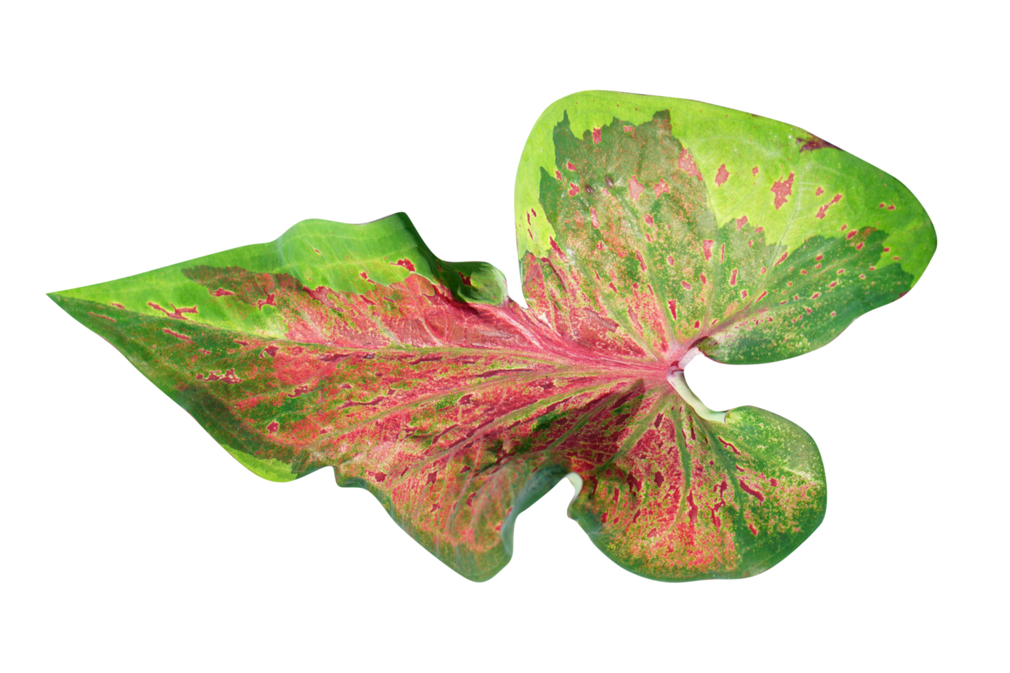beautiful Caladium bicolor leaves 20951891 PNG
