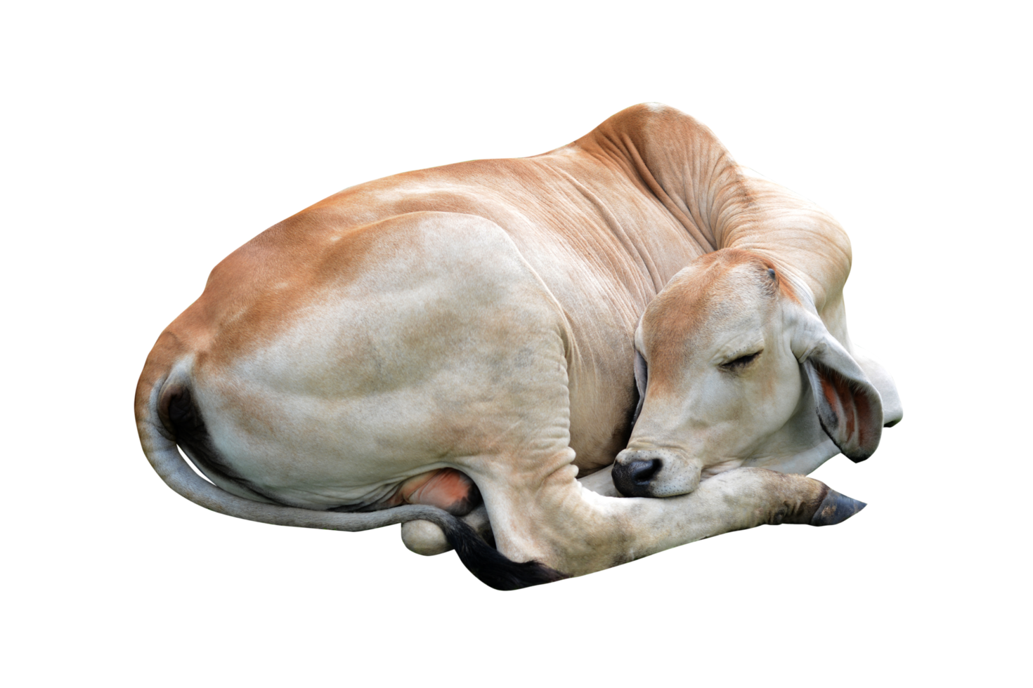 The calf is sleeping happily. png