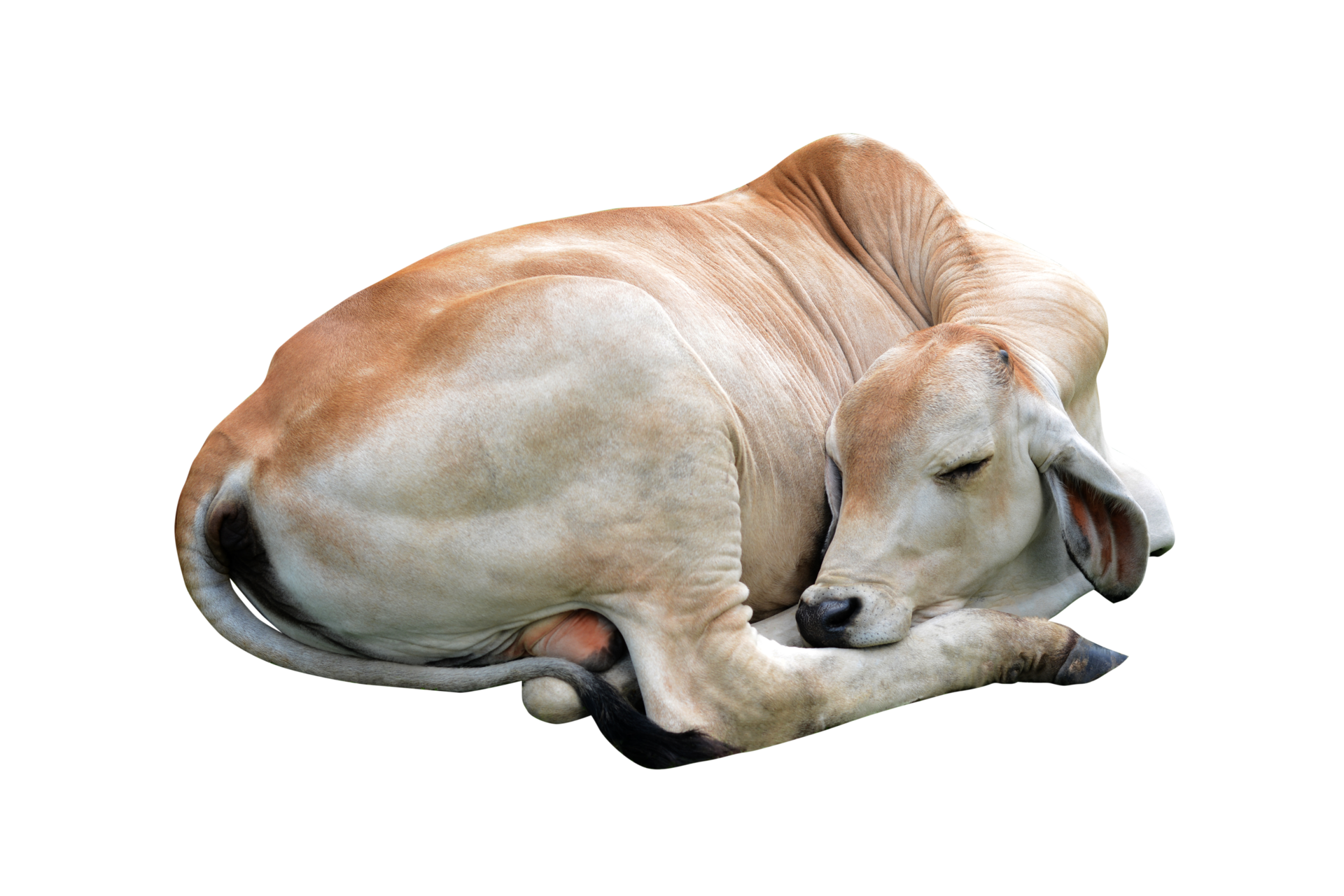 Calf Png