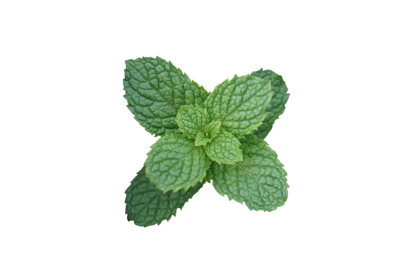 peppermint used to garnish food. png