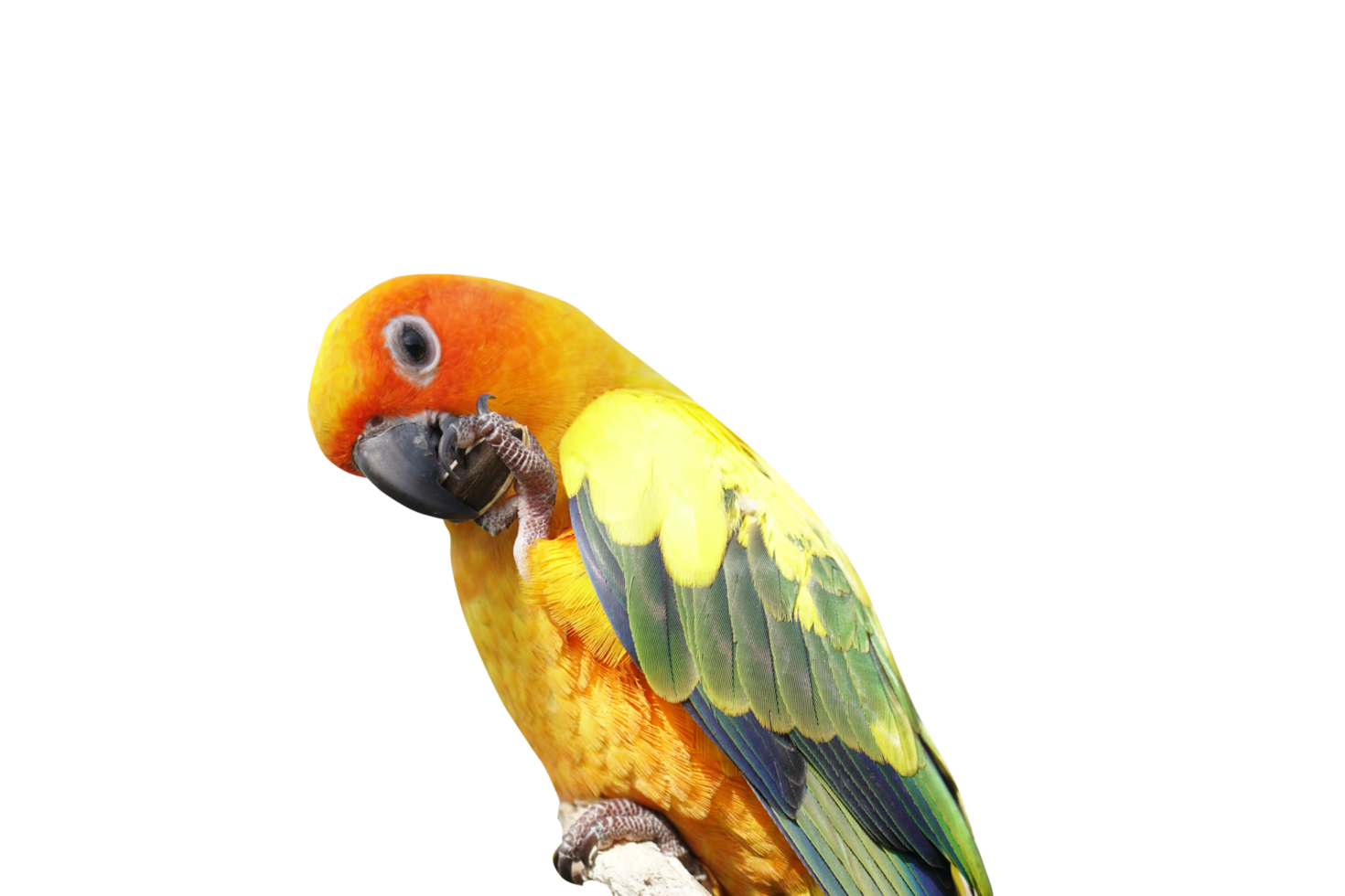 Parrot picking sunflower seeds png