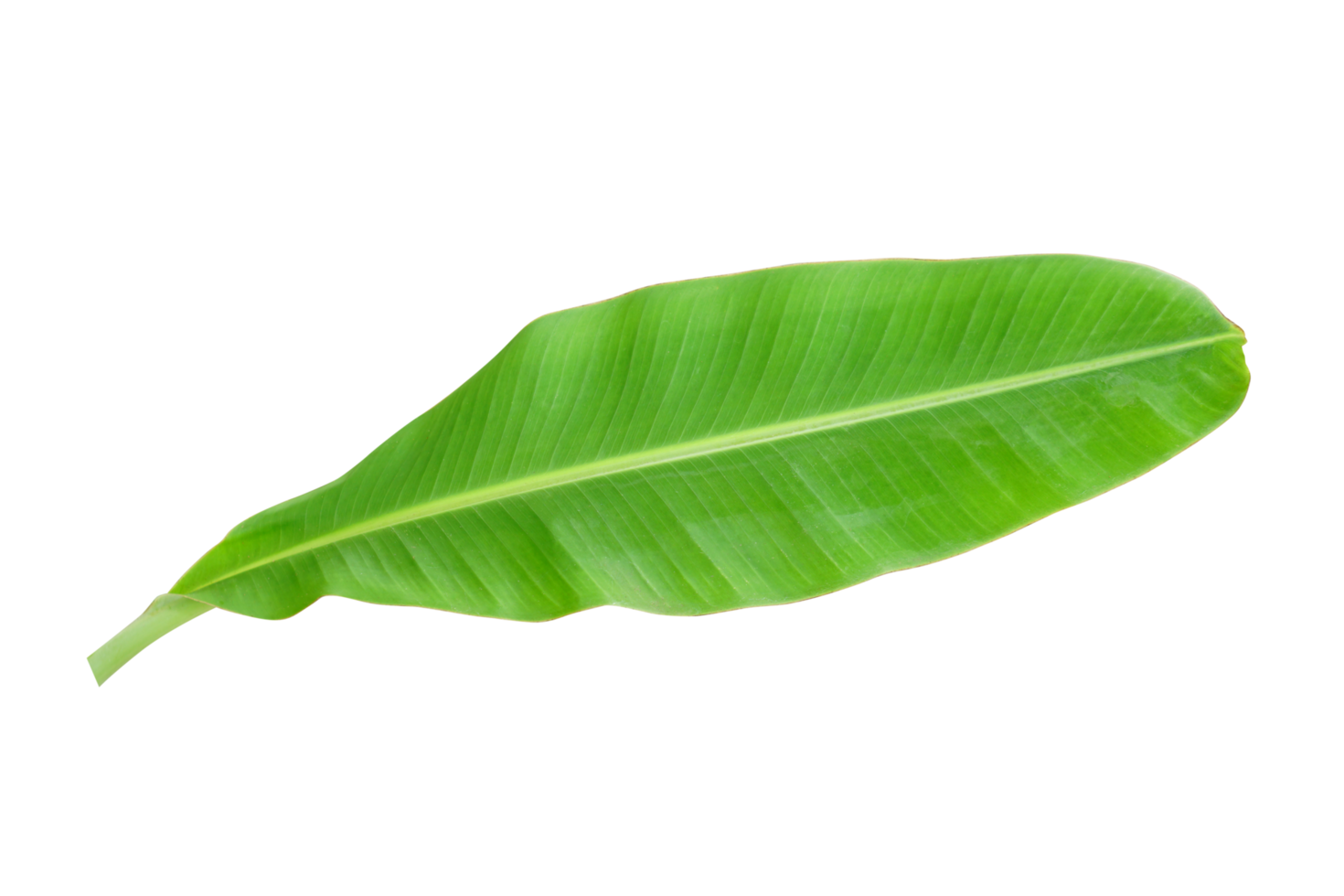 Banana le foglie per cibo involucro png