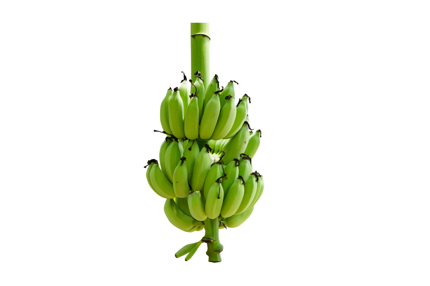 groen onrijp banaan png