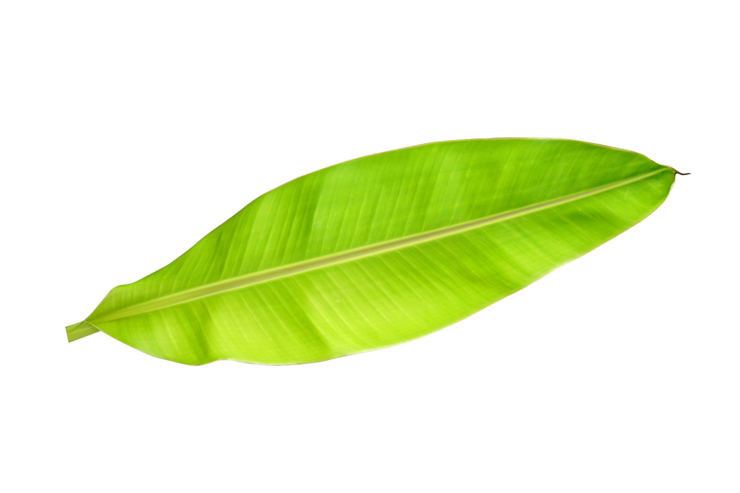 banaan bladeren voor voedsel omhulsel png