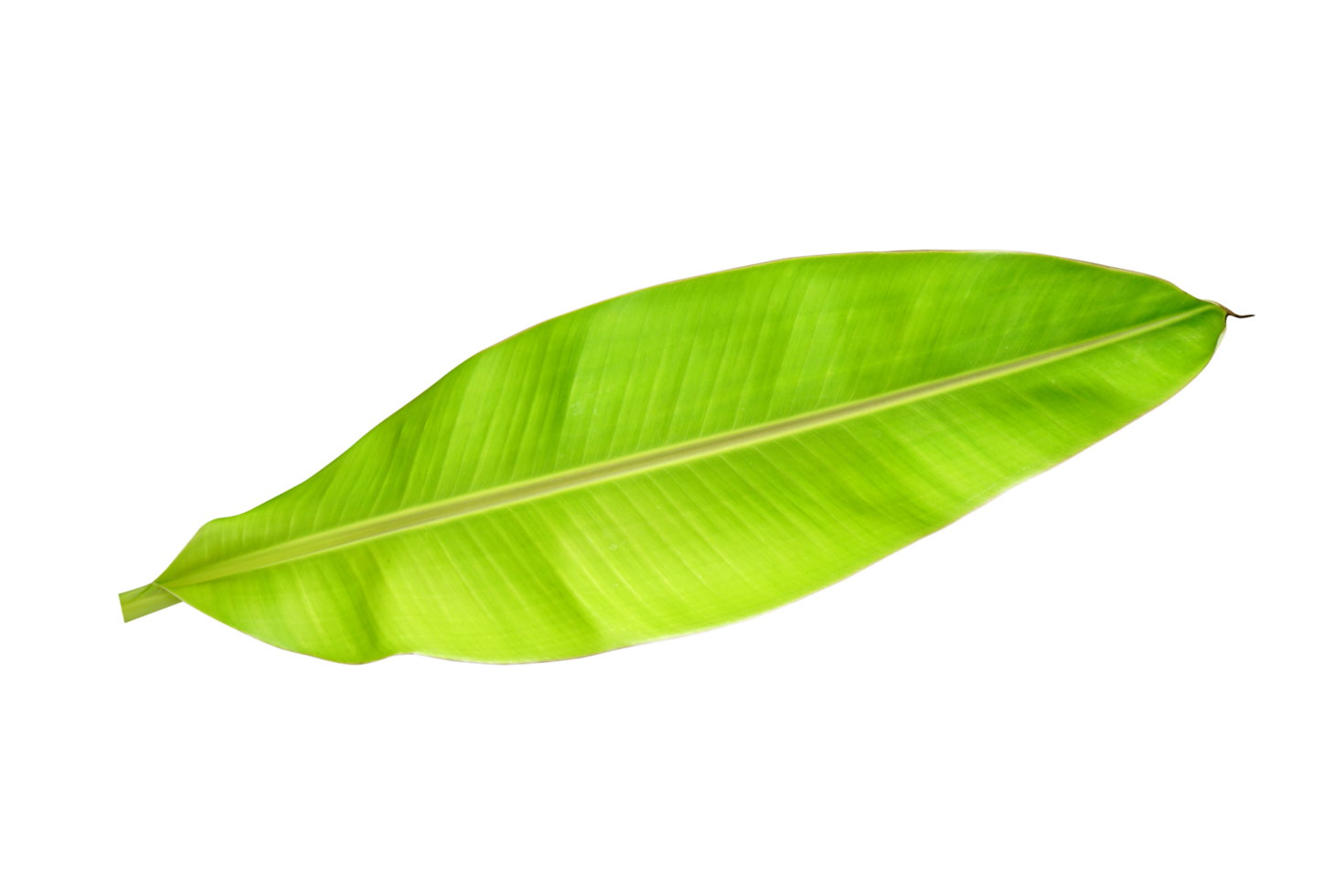 banana leaves for food wrapping png