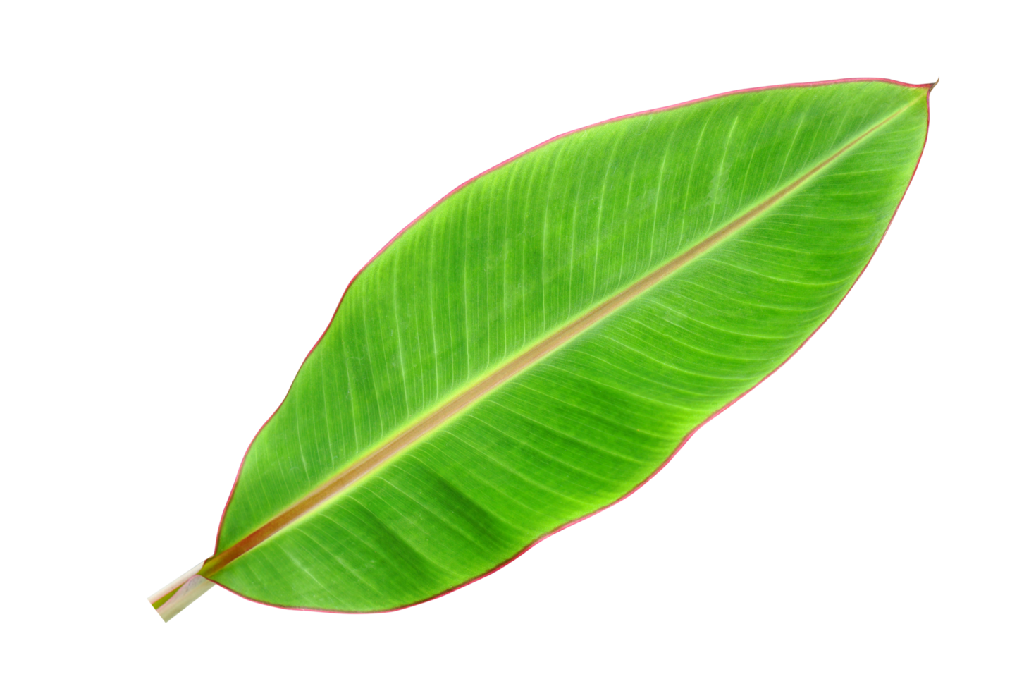 banana leaves for food wrapping png