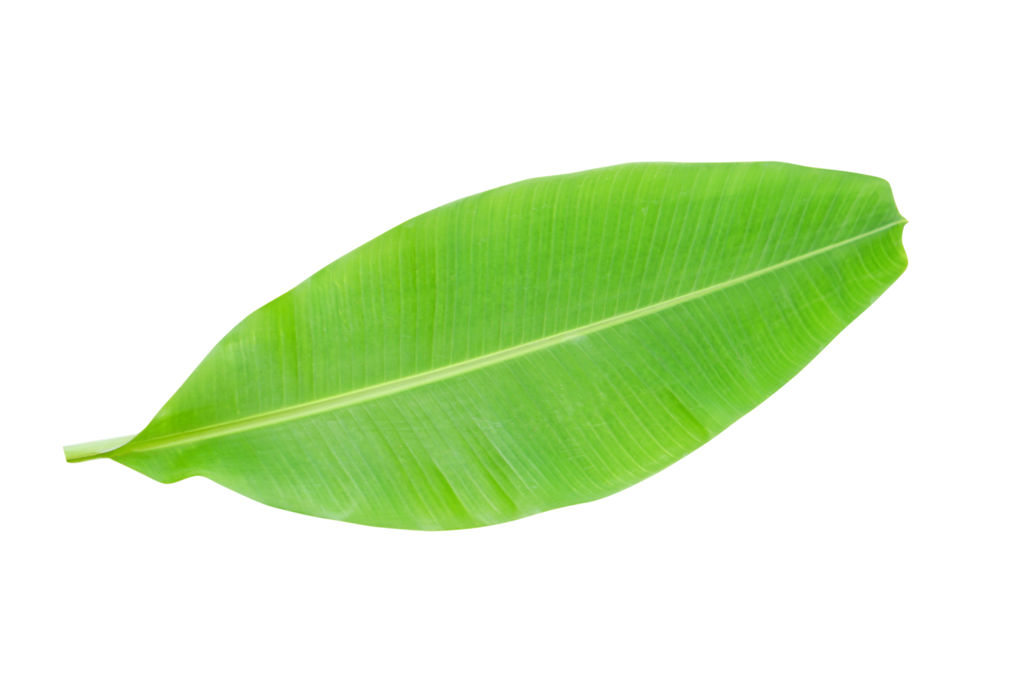 banaan bladeren voor voedsel omhulsel png