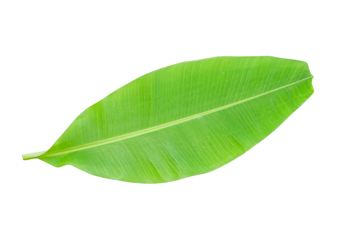 banana leaves for food wrapping png