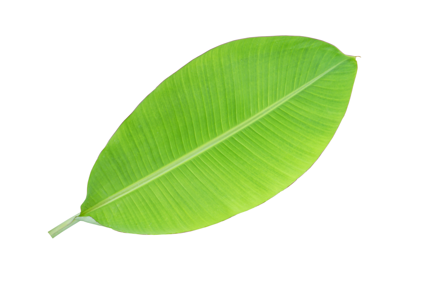 banana leaves for food wrapping png