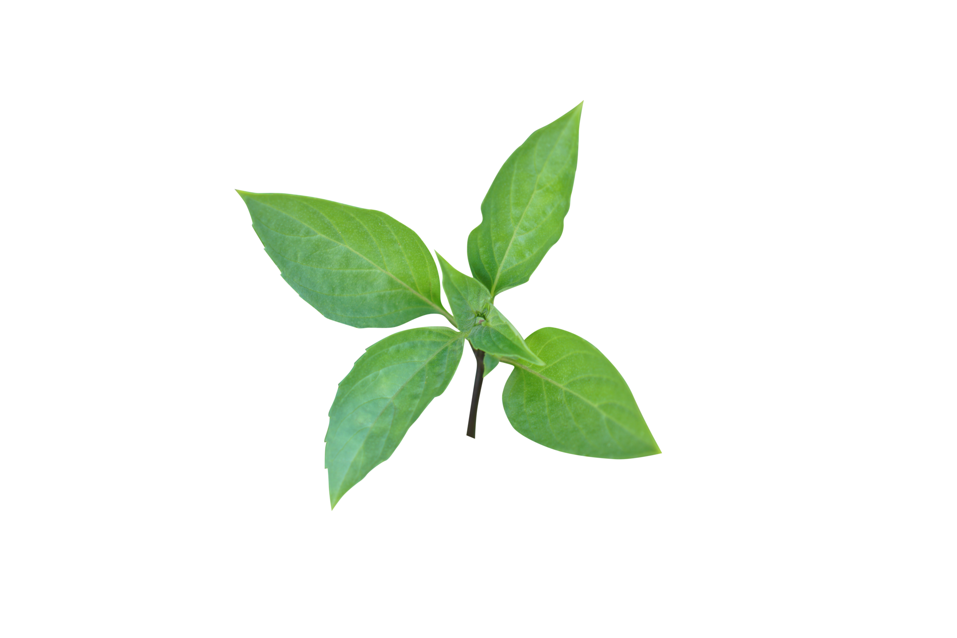Green basil is taken orally. 20951927 PNG