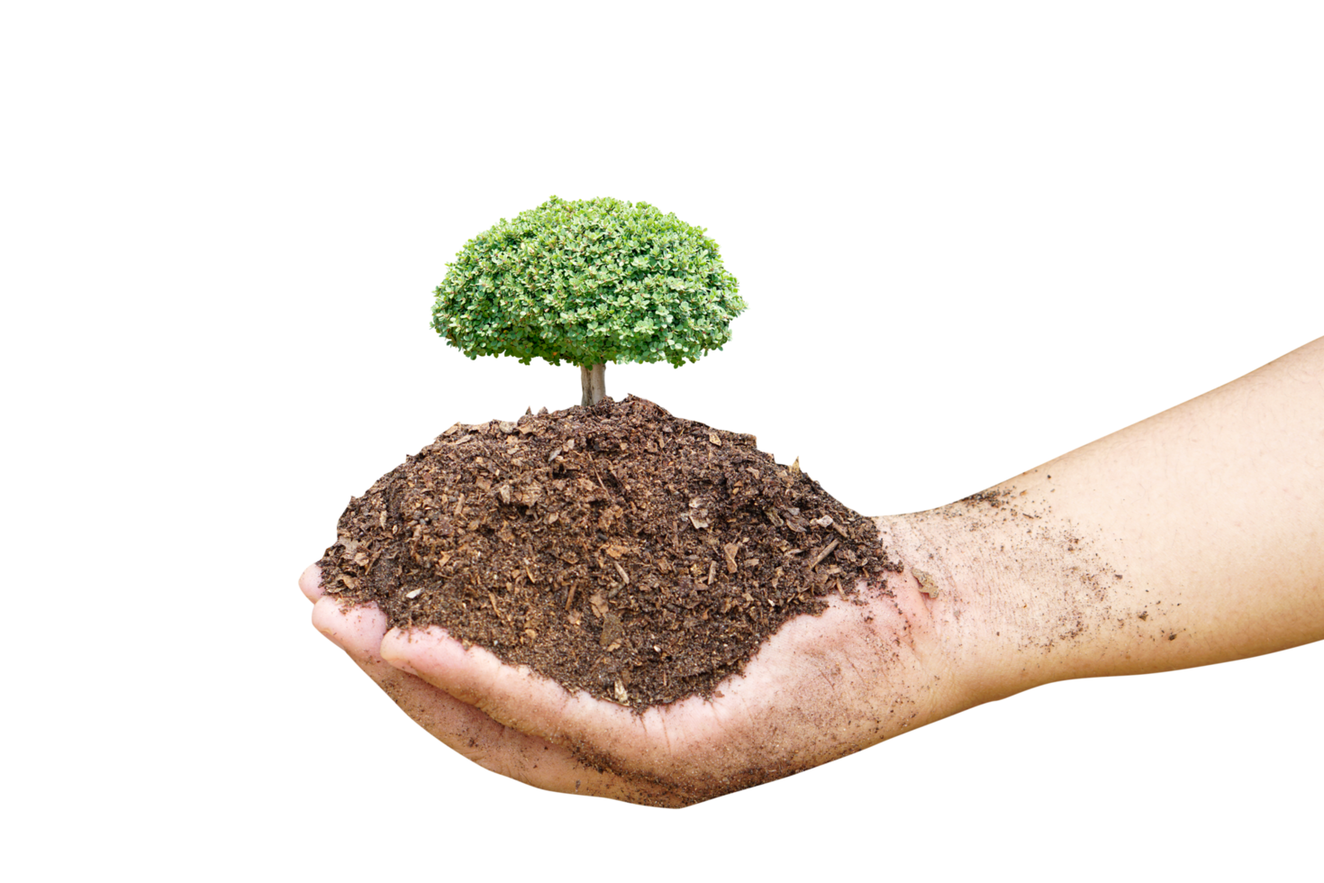 concept of saving the world tree in human hands png