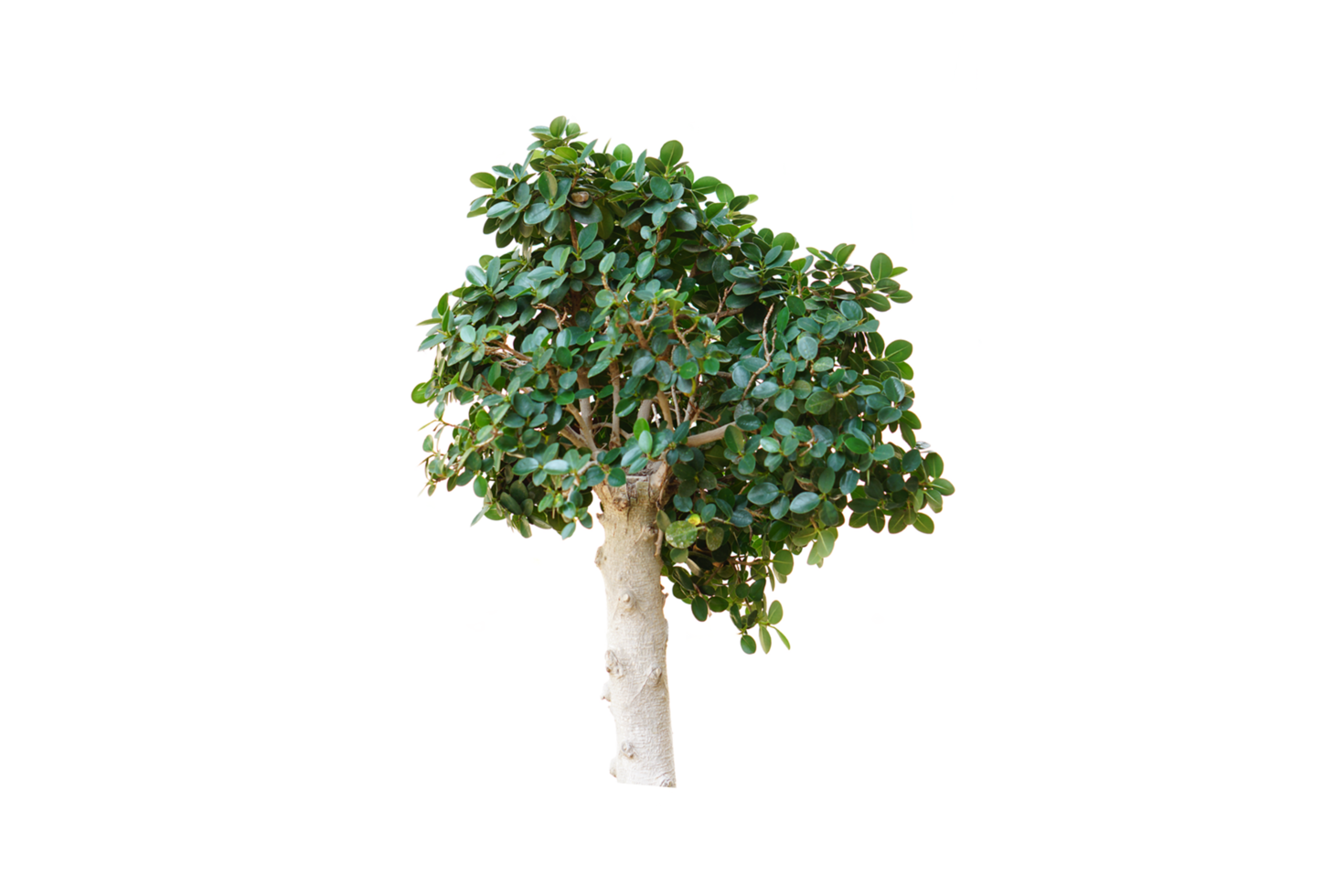 concept of saving the world green tree png