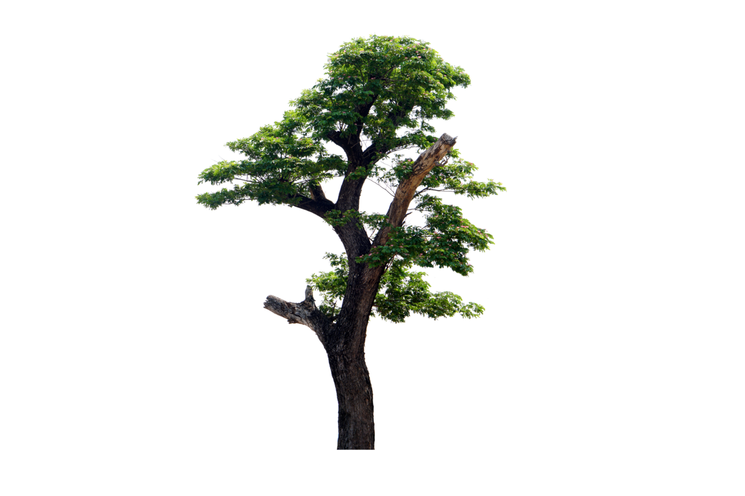 concept of saving the world green tree png