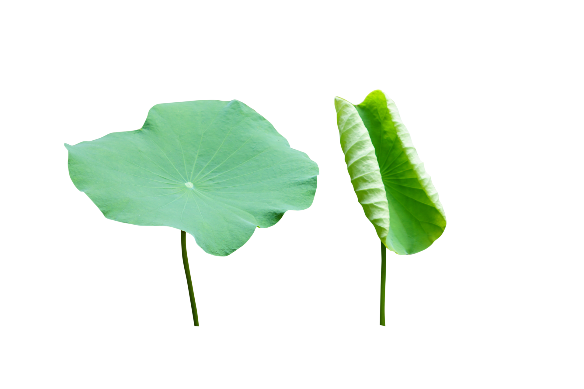 Lotus leaves are used in Buddhist ceremonies. 20952110 PNG