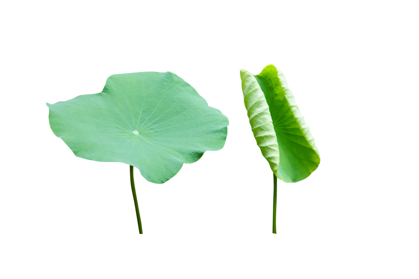 Lotus leaves are used in Buddhist ceremonies. png