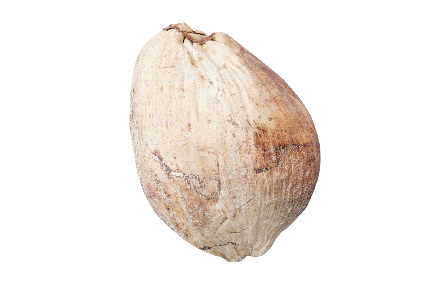 Dried coconut for propagation png