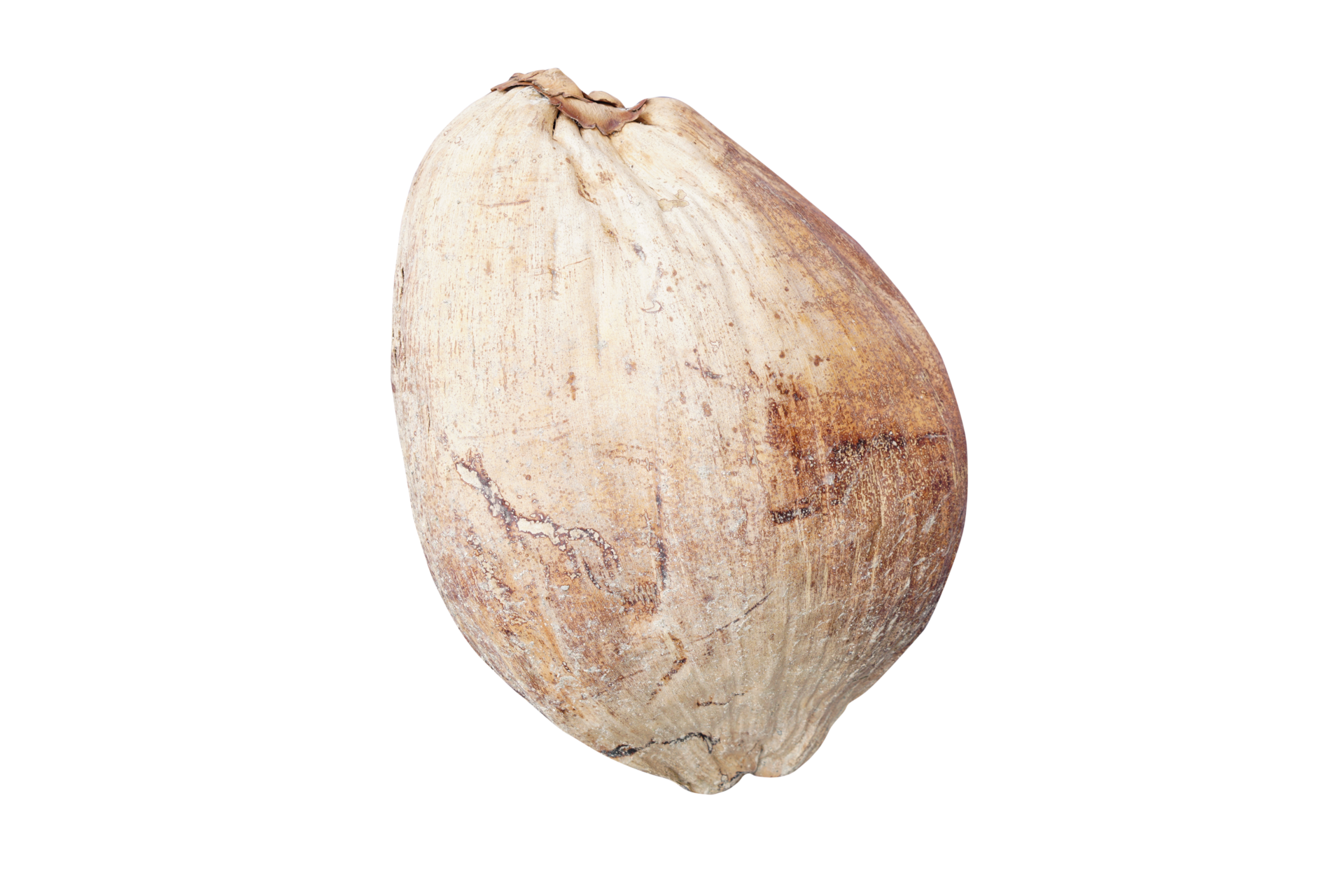 Dried coconut for propagation 20952118 PNG