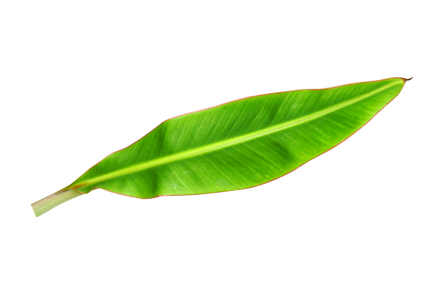 banane feuilles pour nourriture emballage png