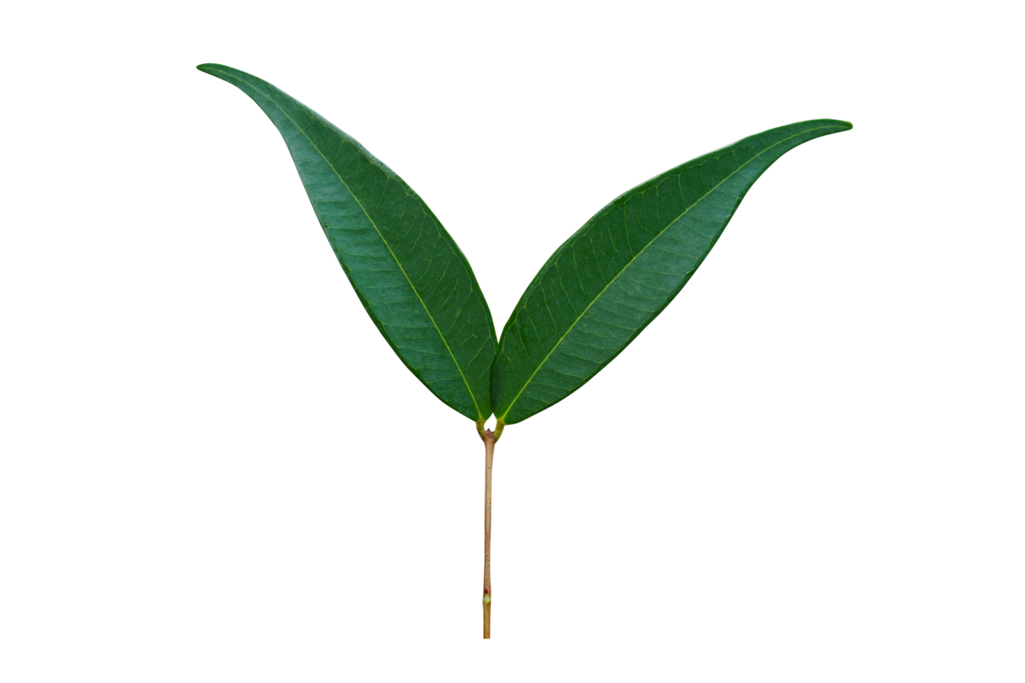 concetto di Salvataggio il mondo verde albero png