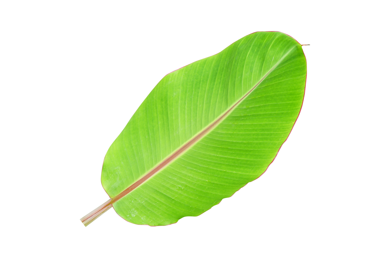 banana leaves for food wrapping png