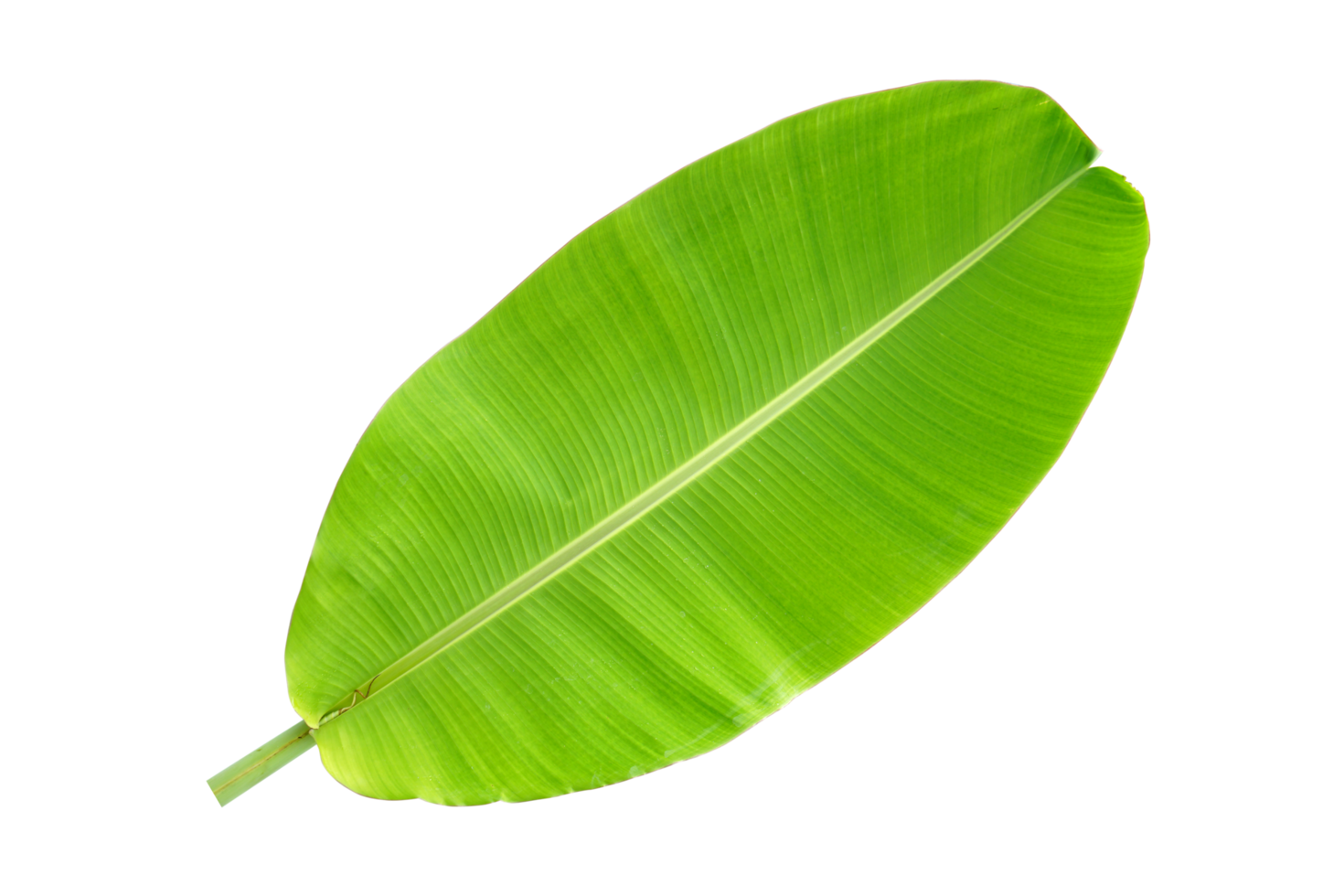 banane feuilles pour nourriture emballage png