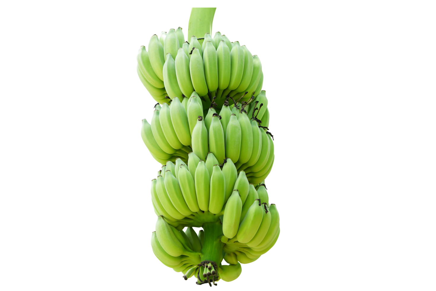 groen onrijp banaan png