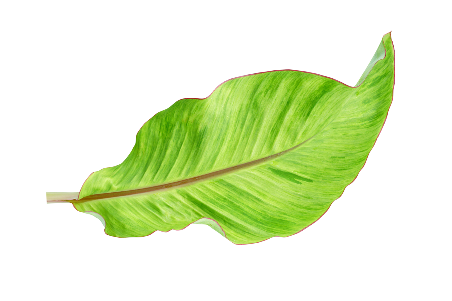 banana leaves for food wrapping png