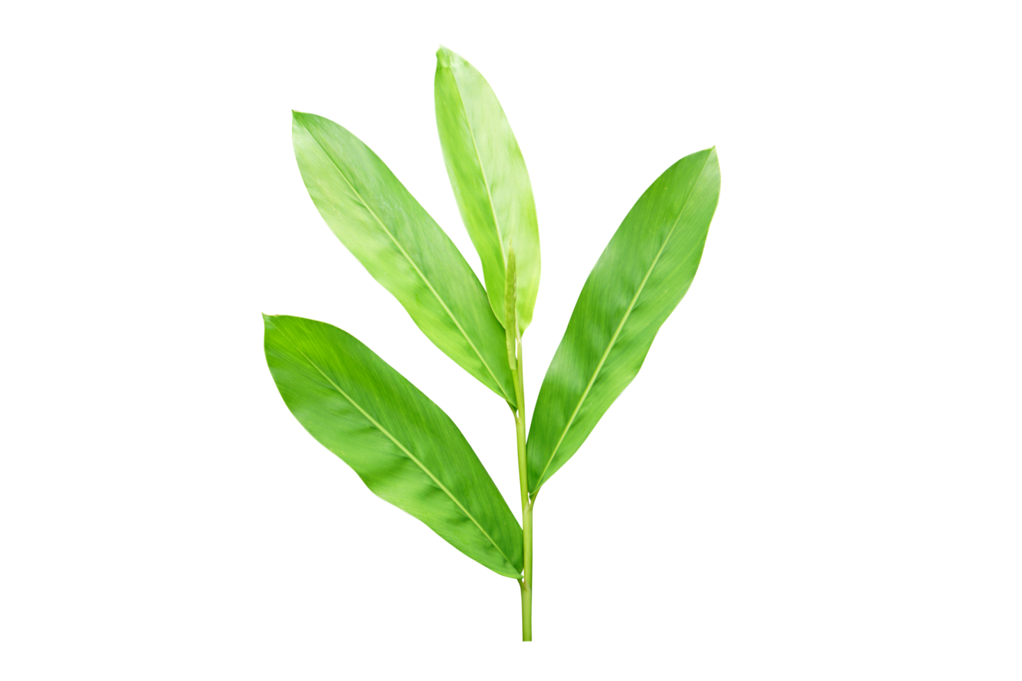 hojas verdes de galanga png