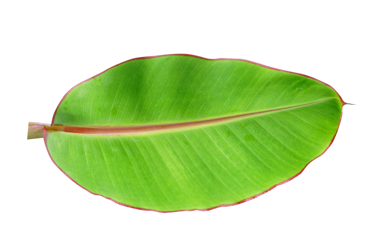banana leaves for food wrapping png