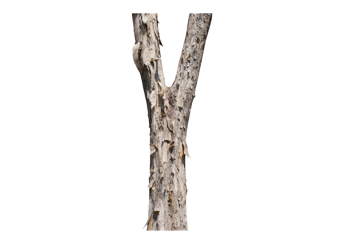 tree with broken bark png