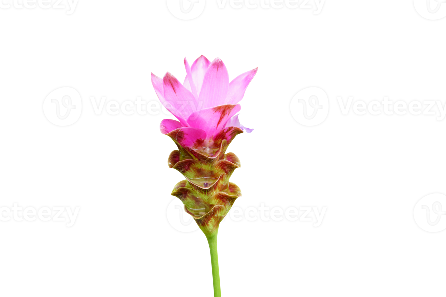 Pink Siamese flower png