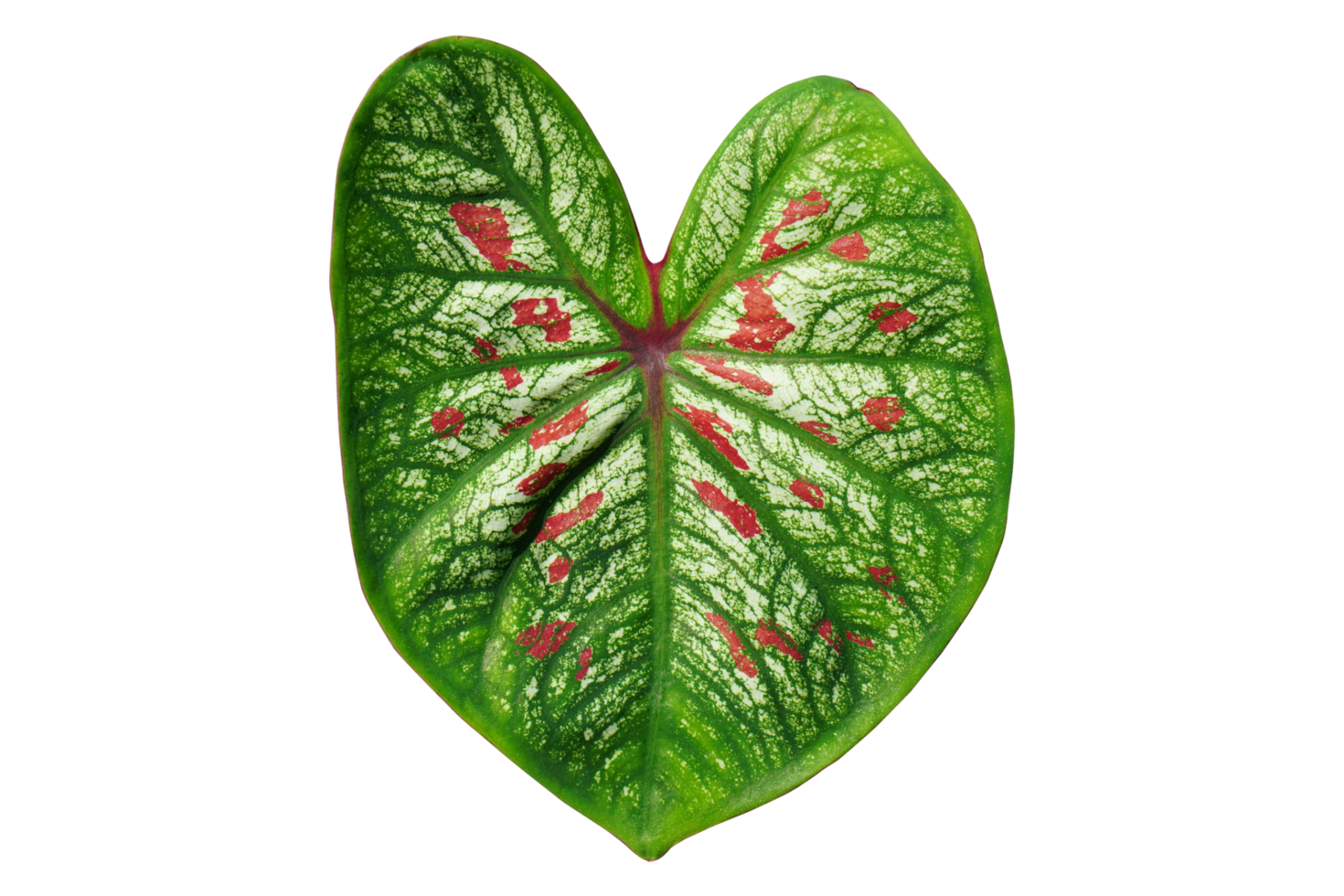Free beautiful Caladium bicolor leaves 20952237 PNG with Transparent