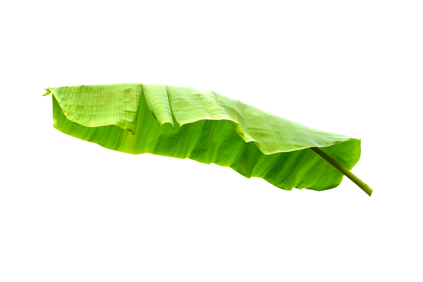 green banana leaves for food wrapping png