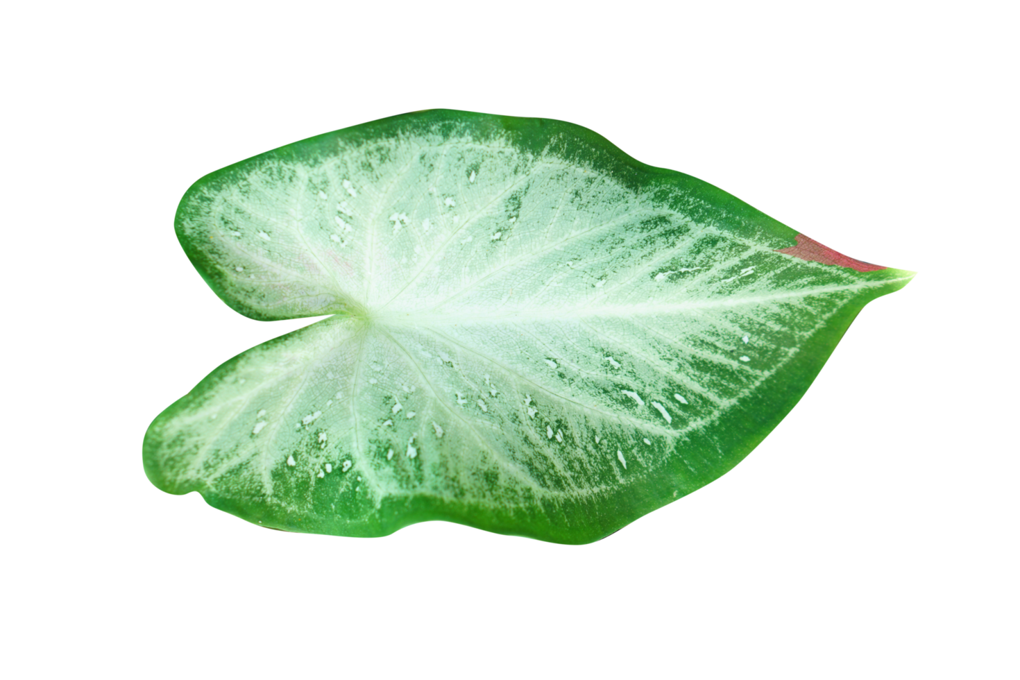 Free beautiful Caladium bicolor leaves 20952242 PNG with Transparent