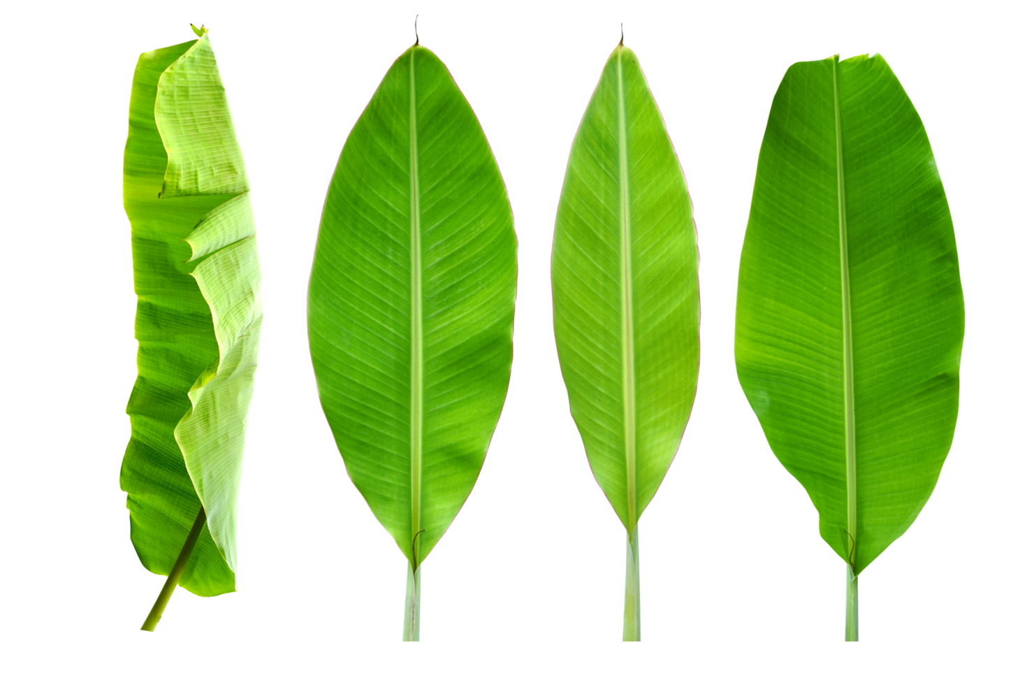 vert banane feuilles pour nourriture emballage png