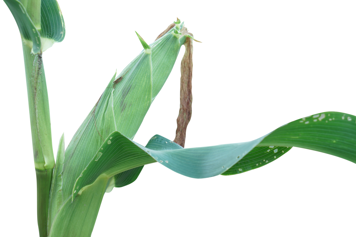 corn in the tree for eating png