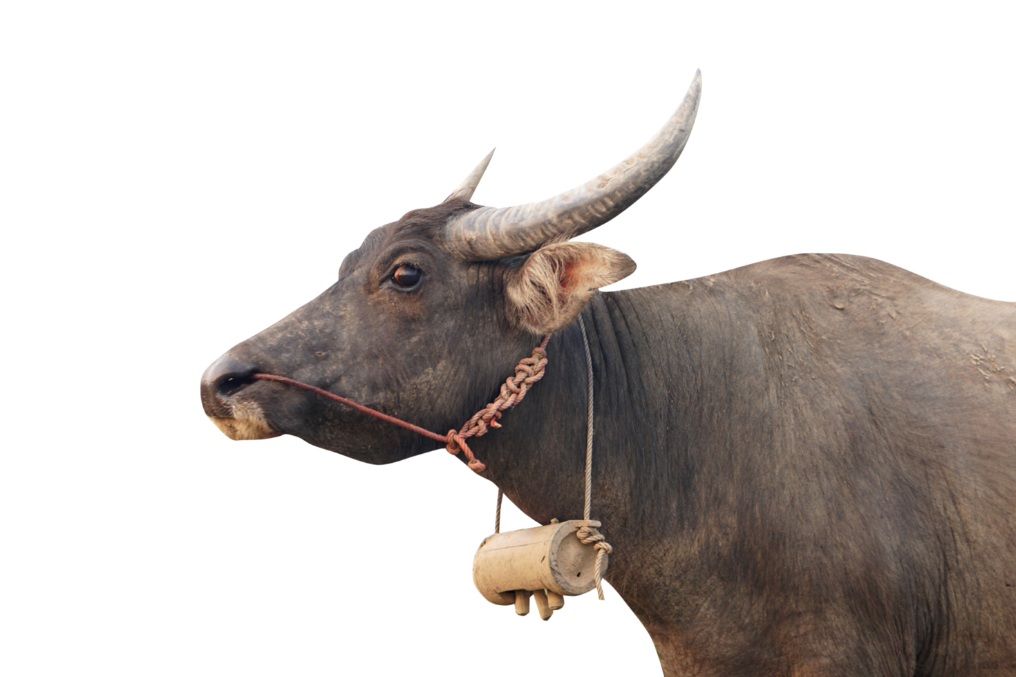 Thai water buffaloes look black with long horns. png