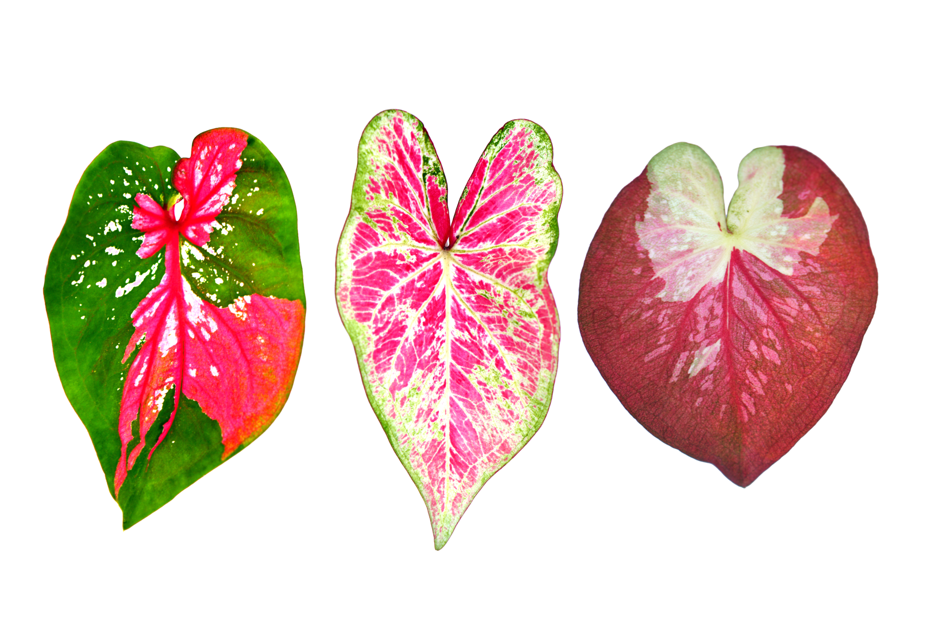 beautiful Caladium bicolor leaves 20952265 PNG