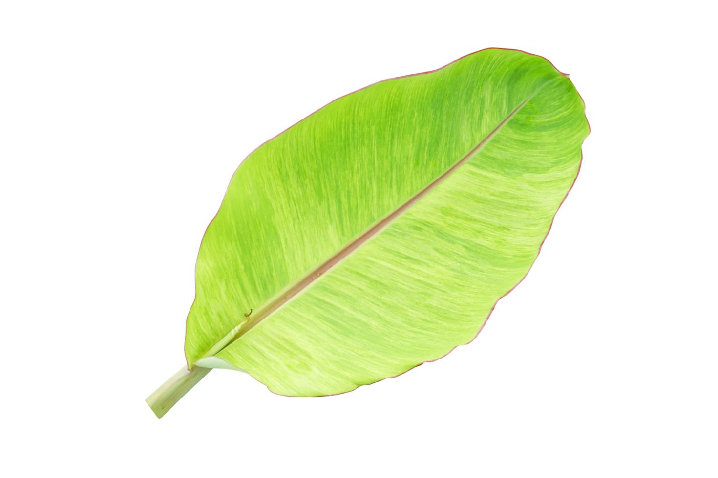 banana leaves for food wrapping png