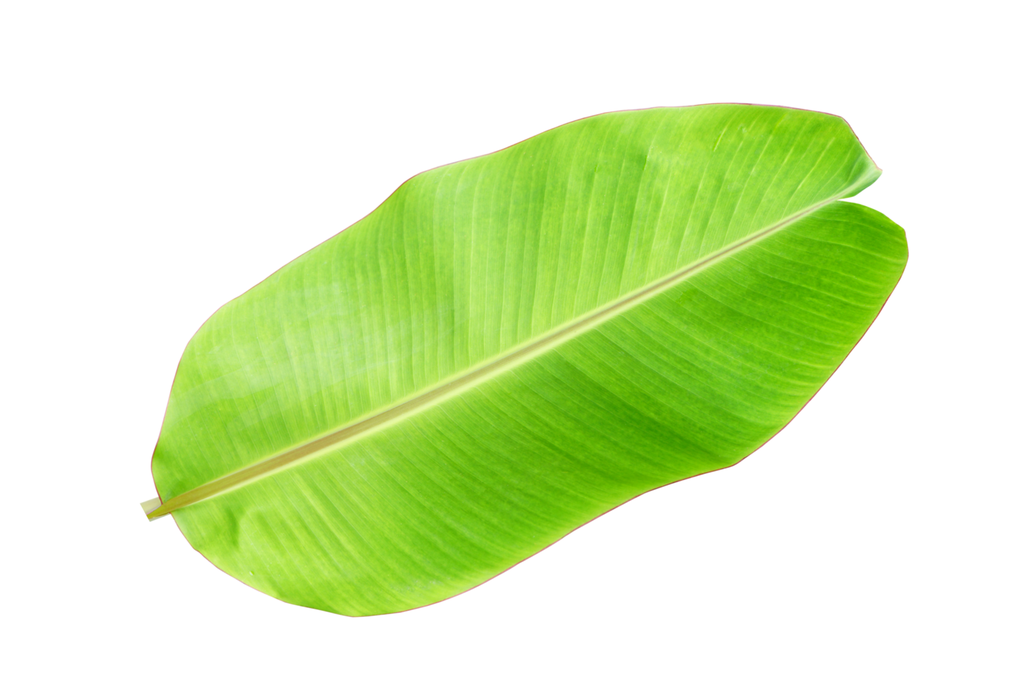 banana leaves for food wrapping png