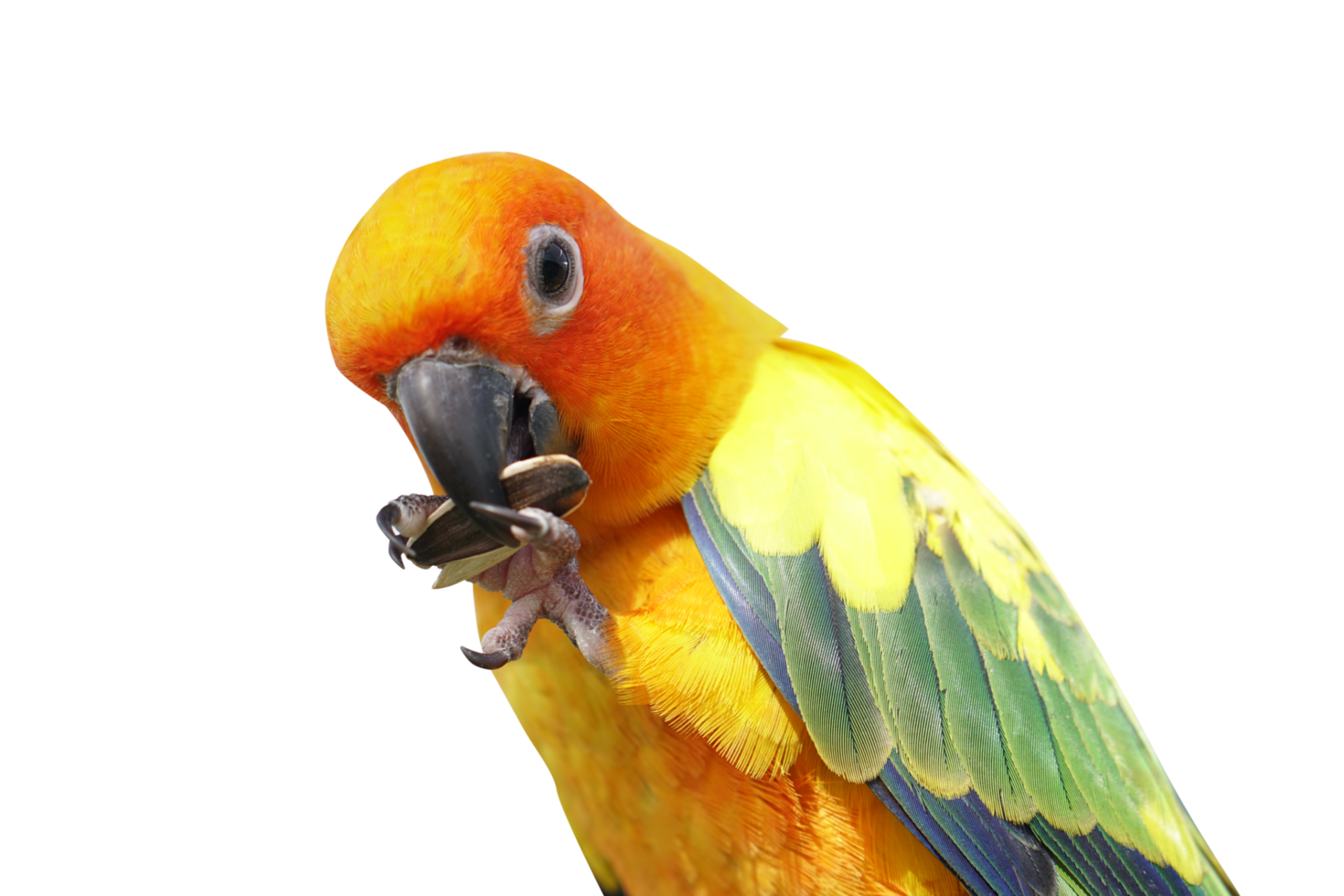 Parrot picking sunflower seeds png