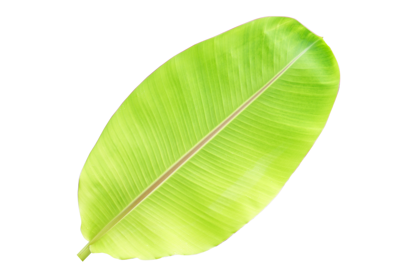 banana leaves for food wrapping png