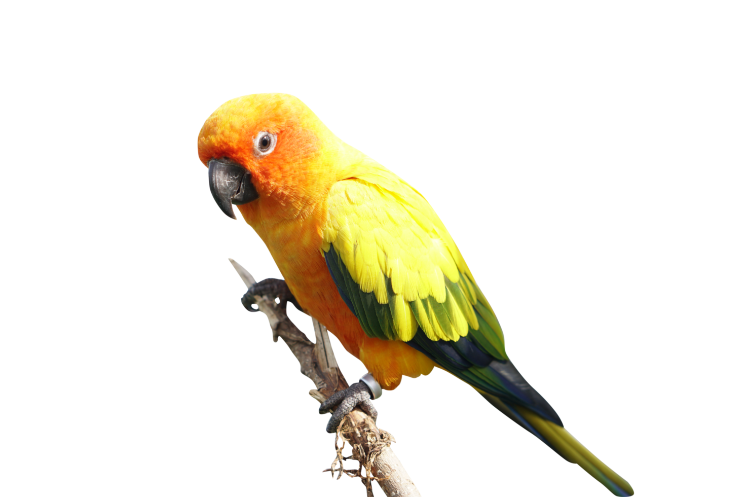 parrot perched on a branch png