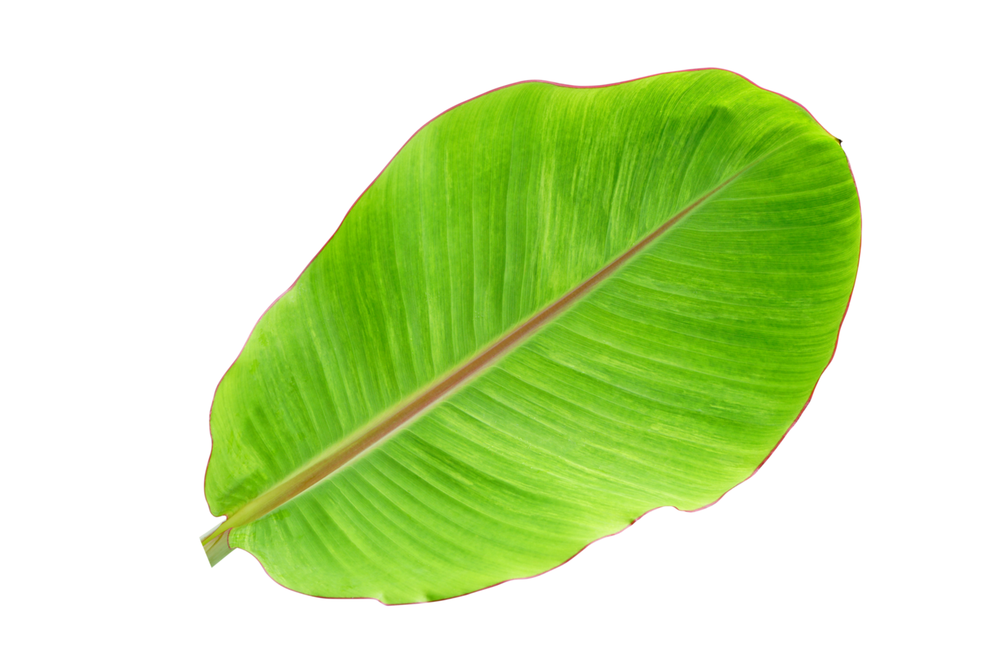 banane feuilles pour nourriture emballage png